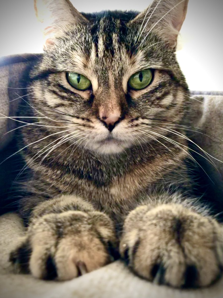 Cats are just so fucking cool.