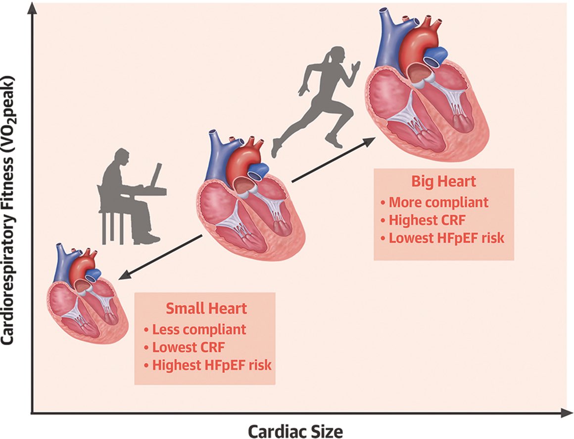 Is this the best paper of the year? Can a lot of HFpEF be prevented/cured by exercise? Should we stop skipping the physical activity part of the office visit? Interested in thoughts jacc.org/doi/10.1016/j.…