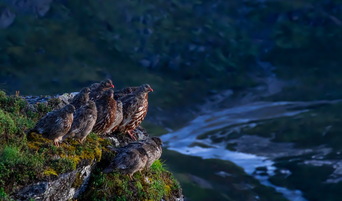 Bhutan Bird Finder (Birding in Bhutan) tweet media