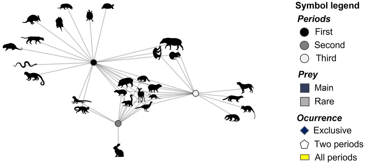MammRes's tweet photo. A case study on jaguars in the #AtlanticForest shows temporal diet variation: https://t.co/POFJVGH8l6 🐆🇧🇷
@uvvoficial #predator #prey #feedingbehavior #bigcats #ecology https://t.co/64DqtE0V7Q