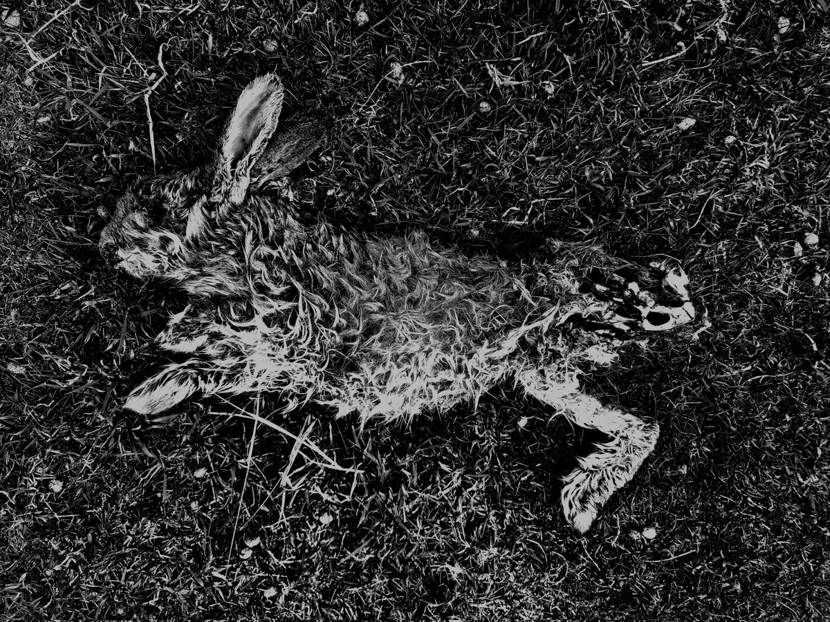 JoannaCash11's tweet photo. Warning contain dead rabbits! Out at my favourite place where the demons can't find me the beauty of nature even the morbid always calms me #langness #photography #randompics #mentalhealth #bipolar #bipolarclub #demons #dogwalking #death #rabbits #macarbe #beauty #myface #nature https://t.co/mLcuJDThTd