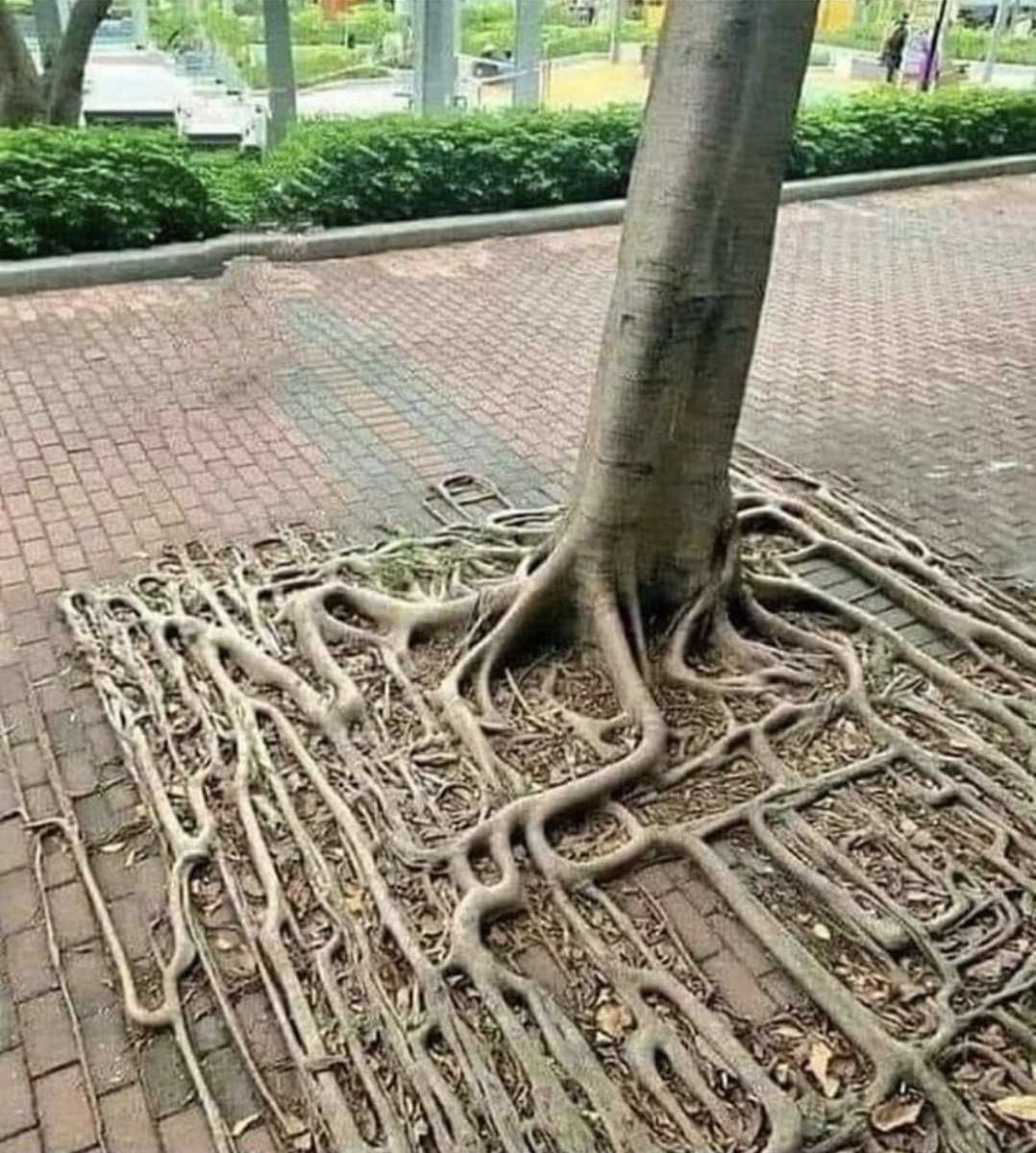 scale_banana's tweet photo. Square root https://t.co/wEPFFGbN3B