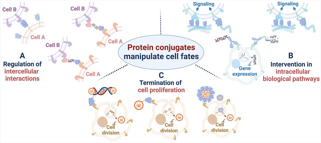 Bioconjugate Chem tweet media