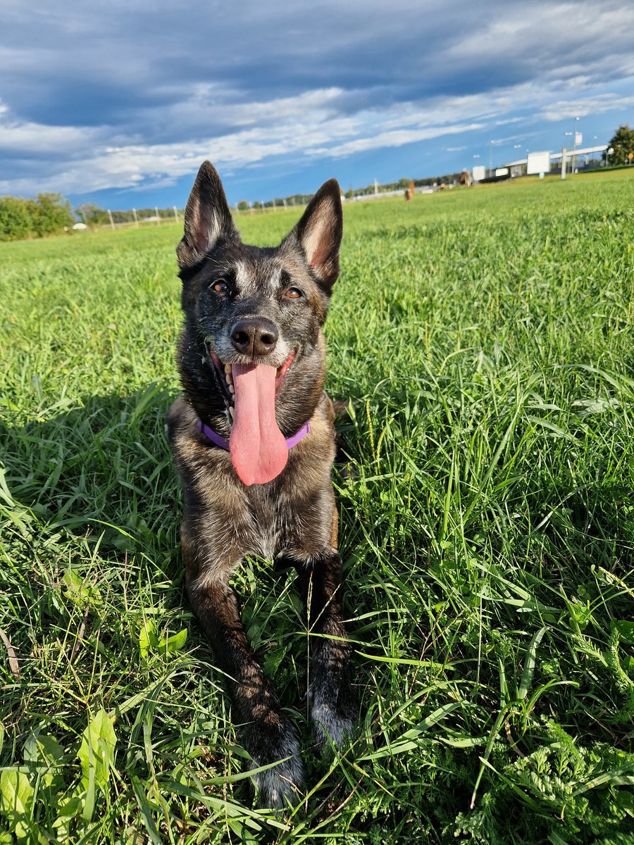 tina_perc's tweet photo. Getting ready for @USDDNFinals 🥏🥏

#discdog #dogfrisbee #Dog #malinois #letecetacke https://t.co/7c7hTbeRkQ