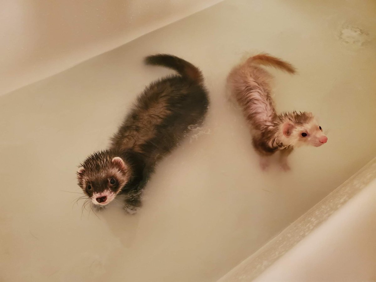 Happy Grandparent's Day! Make sure to give all those critters in your life a bath before seeing grandma and grandpa!