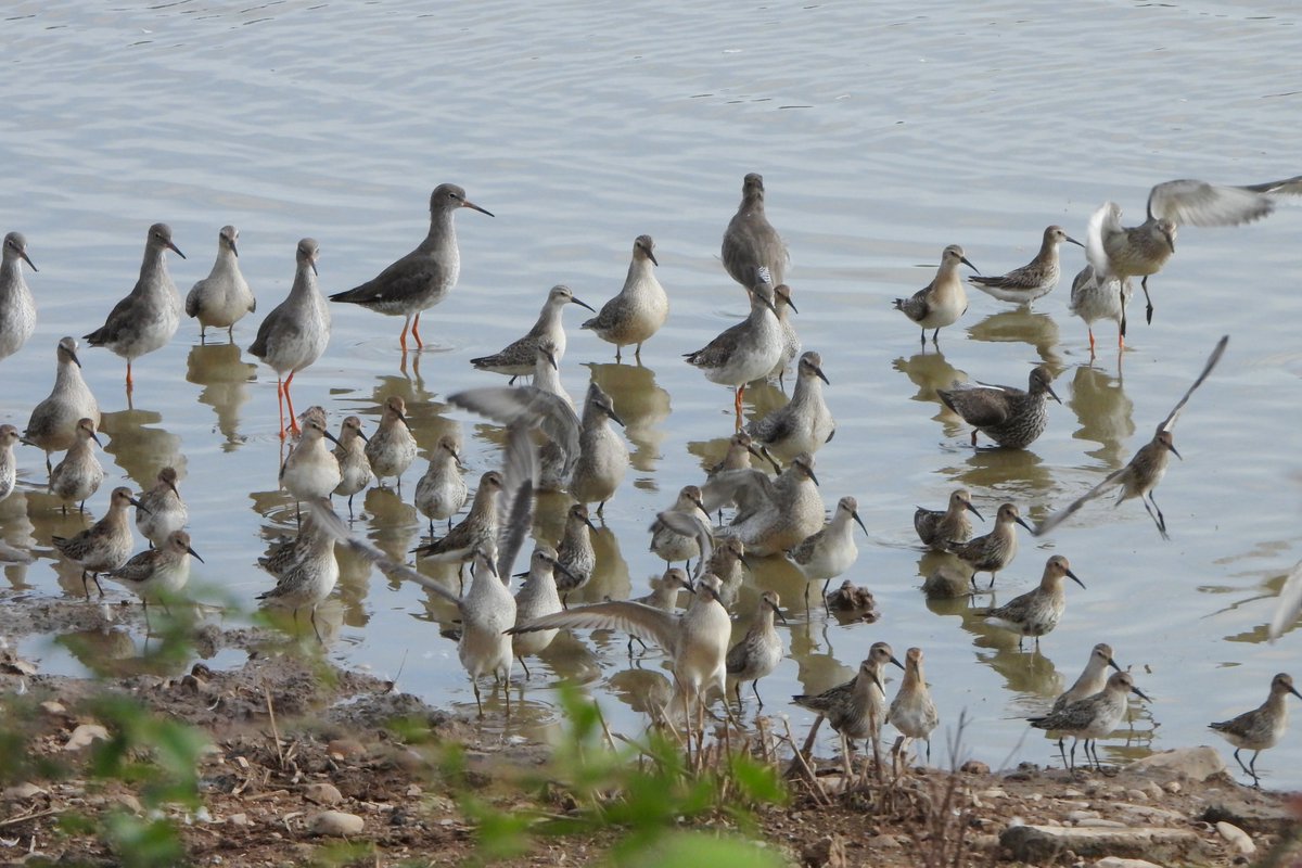 exeterbirder's tweet photo. Spotted Redshank, 25+ Curlew Sandpipers, 27 Knot, 20+ Barwits, Whimbrel, Common Sandpiper, Kingfisher on #BowlingGreenMarsh + same Curlew Sandpipers and Knot on the #Clyst mud and 2 Osprey fishing on the #ExeEstuary on the dropping tide from the #ViewPlatform https://t.co/M5W6laEOTk