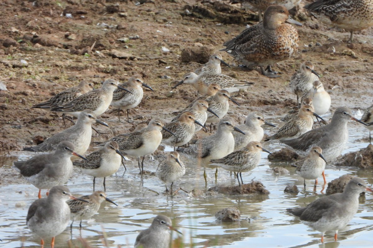 exeterbirder's tweet photo. Spotted Redshank, 25+ Curlew Sandpipers, 27 Knot, 20+ Barwits, Whimbrel, Common Sandpiper, Kingfisher on #BowlingGreenMarsh + same Curlew Sandpipers and Knot on the #Clyst mud and 2 Osprey fishing on the #ExeEstuary on the dropping tide from the #ViewPlatform https://t.co/M5W6laEOTk