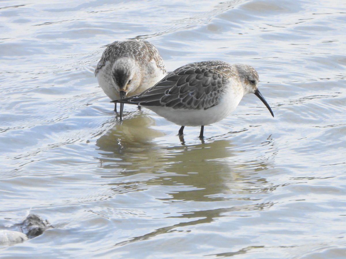 exeterbirder's tweet photo. Spotted Redshank, 25+ Curlew Sandpipers, 27 Knot, 20+ Barwits, Whimbrel, Common Sandpiper, Kingfisher on #BowlingGreenMarsh + same Curlew Sandpipers and Knot on the #Clyst mud and 2 Osprey fishing on the #ExeEstuary on the dropping tide from the #ViewPlatform https://t.co/M5W6laEOTk