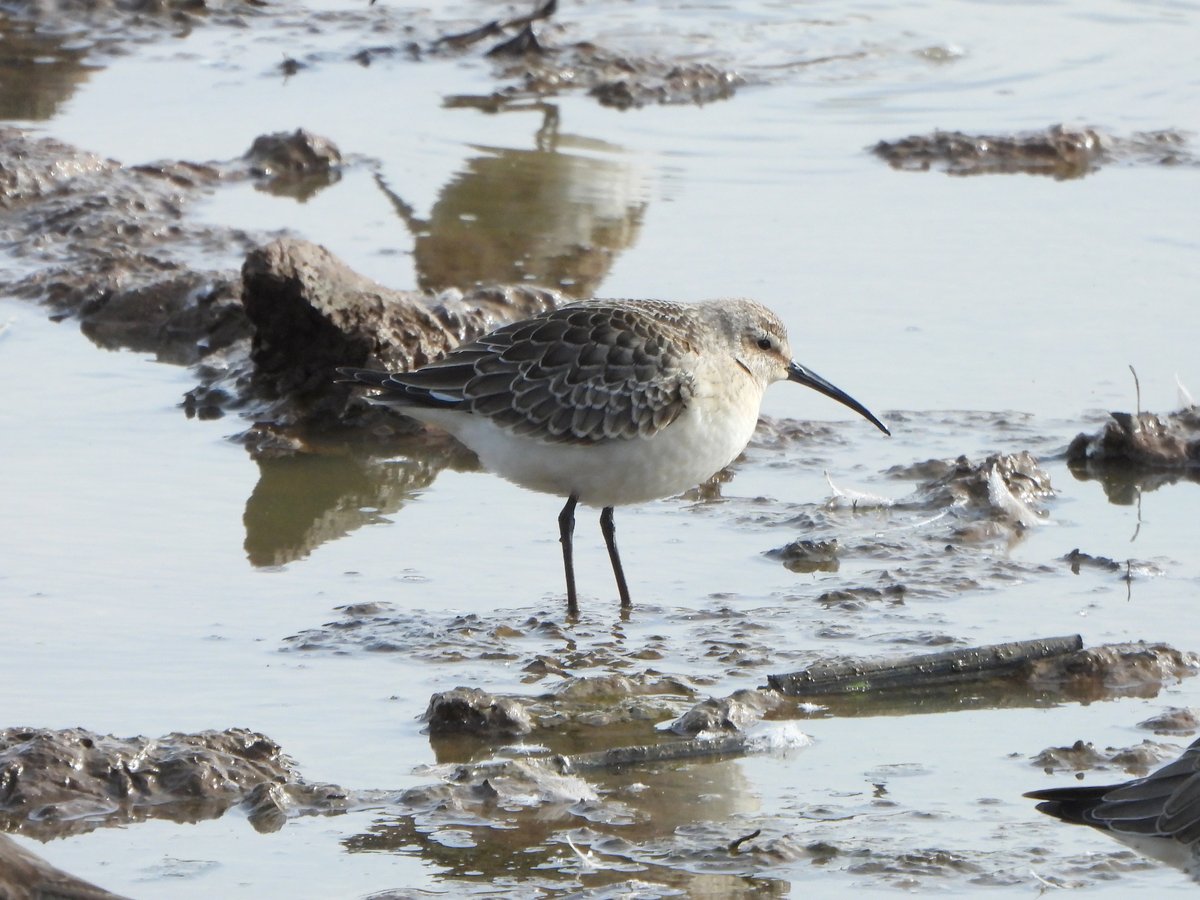 exeterbirder's tweet photo. Spotted Redshank, 25+ Curlew Sandpipers, 27 Knot, 20+ Barwits, Whimbrel, Common Sandpiper, Kingfisher on #BowlingGreenMarsh + same Curlew Sandpipers and Knot on the #Clyst mud and 2 Osprey fishing on the #ExeEstuary on the dropping tide from the #ViewPlatform https://t.co/M5W6laEOTk