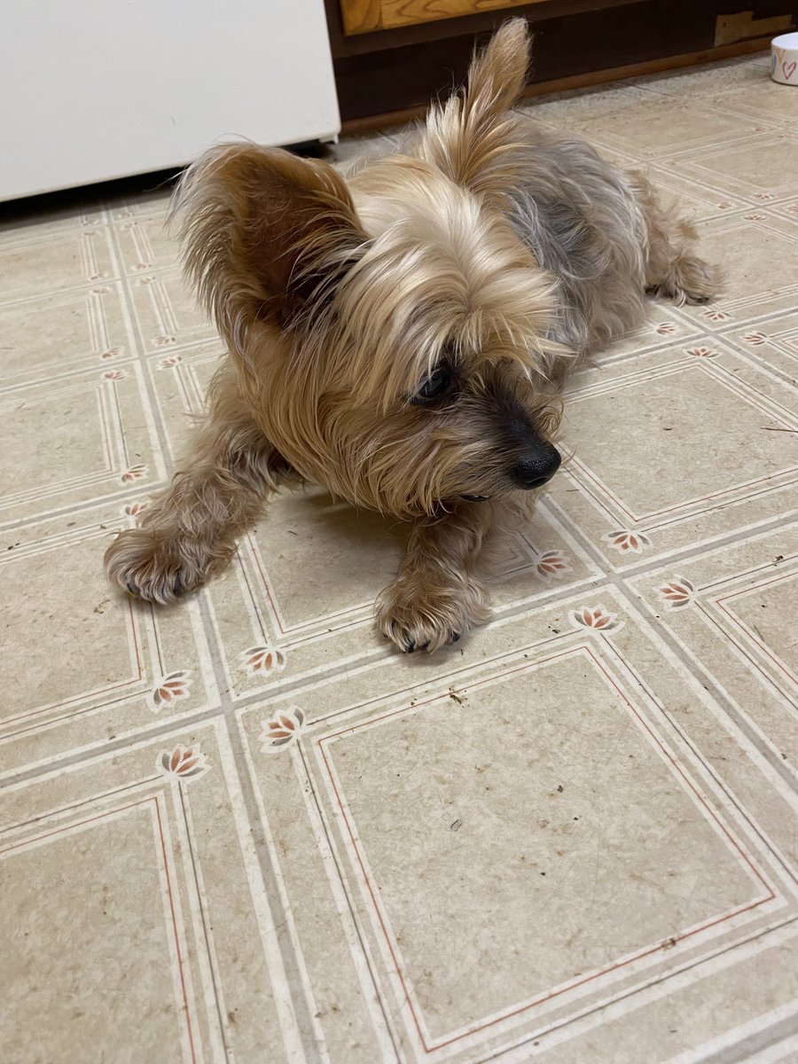 Sunnywithdogs's tweet photo. @Penny_Lane_Pup I know Sweetheart 🥰🤗♥️
Peach has had her treat cut into 4 pieces plus no (not always) a bite from hoomom’s plate and limited cat food We add 2 tablespoons of Bone Broth 2x a day To her 1/4 cup of Science Diet Sensitive Stomach dry food https://t.co/mLosgcJAUn