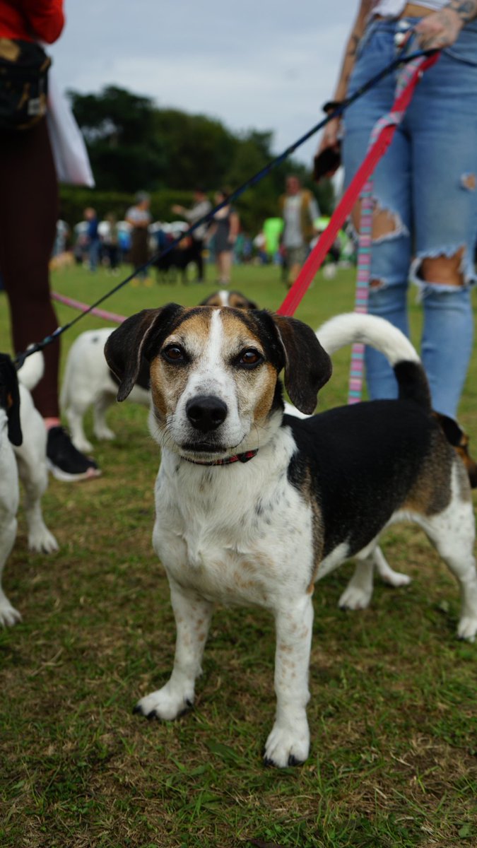 Jack_Kinsella09's tweet photo. Day 2 of the Mowgli Dog Show is here! Plenty to see and do 🐶#ljmu #ljmutogether @merseynewslive @JMUJournalism @Mowglistfood @ClaireHouse https://t.co/Vy3B5hH0i6