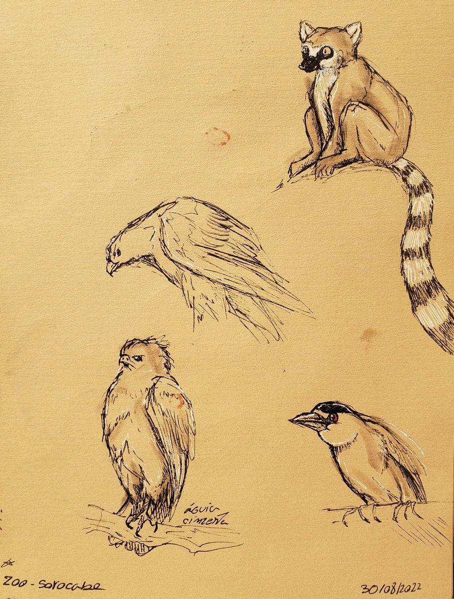 duduarts_'s tweet photo. Alguns esboços feitos no zoológico de Sorocaba no dia 30/08/2022
#ZOO #Sketching #sketches #ArtistOnTwitter #SaraRetweets #Sketchtember #drawing https://t.co/Nfn4clZPow