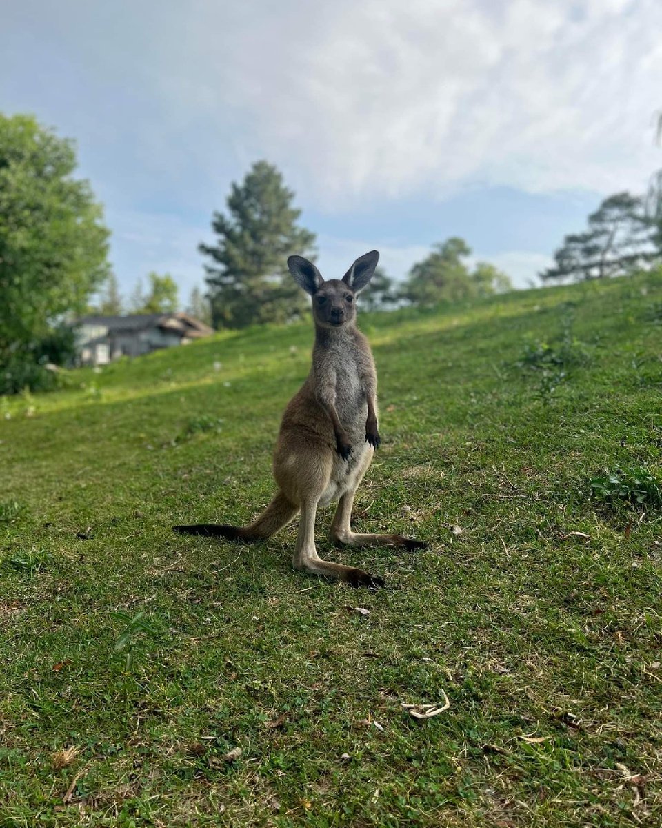 The Toronto Zoo on Twitter: