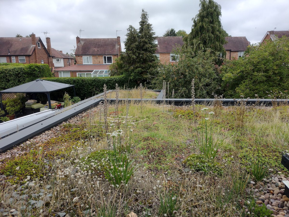 MidlandMicrogen's tweet photo. Green roof September 2022 update. Greenery reappearing rapidly with the recent rain. #greenroof        #Westbridgford #Nottingham https://t.co/WbnEDWRbTe