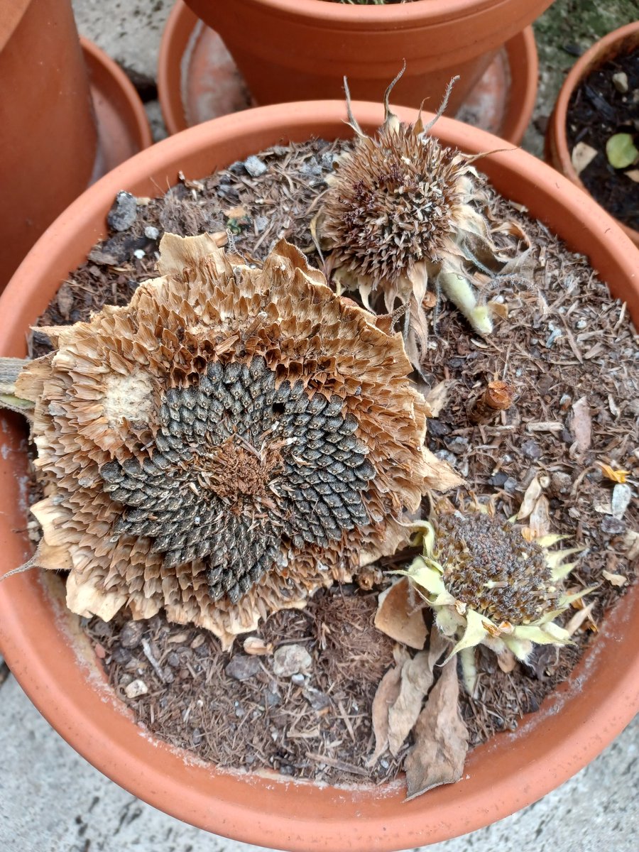 JochenKenneweg's tweet photo. Das blieb von der #Pracht der #Sonnenblumen auf dem #Balkon geblieben. Für die #Meisen okay. https://t.co/Tkk2ZrmRr6