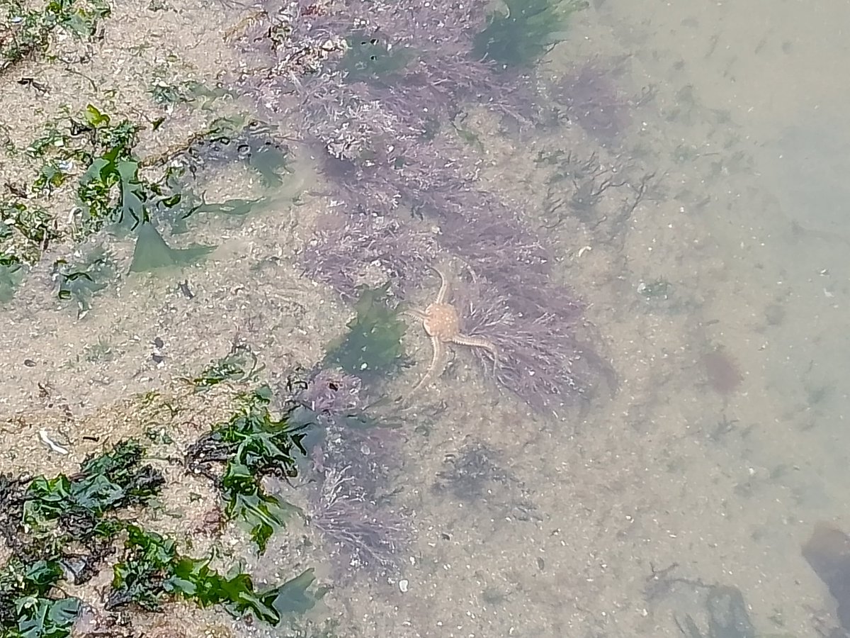 Eyqueum's tweet photo. #Ophiuroidea, Brittle #StarFish, found several on low tide strandline, near Shire Combe. Very wriggly! This one I put gently into a rock pool for safety! #3Cliffs, #Gลตyr https://t.co/y0ZkA3Vh2u