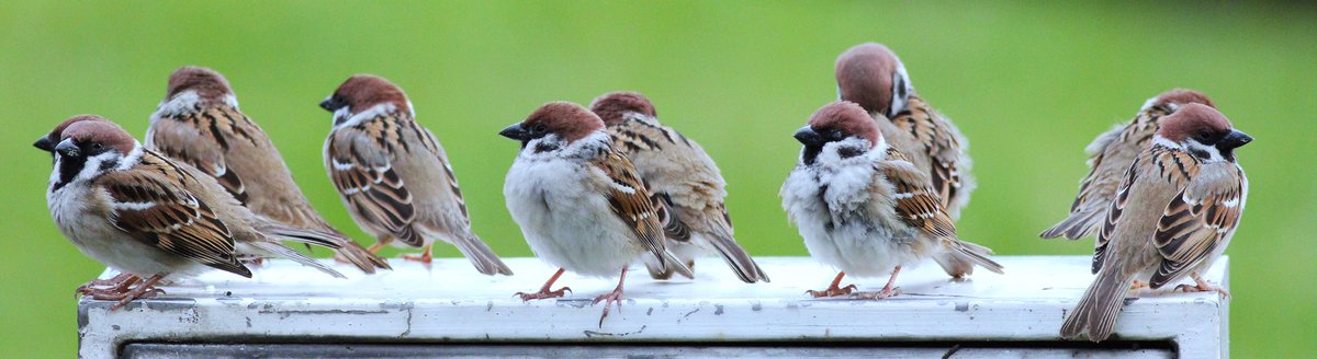Taiwan sparrow