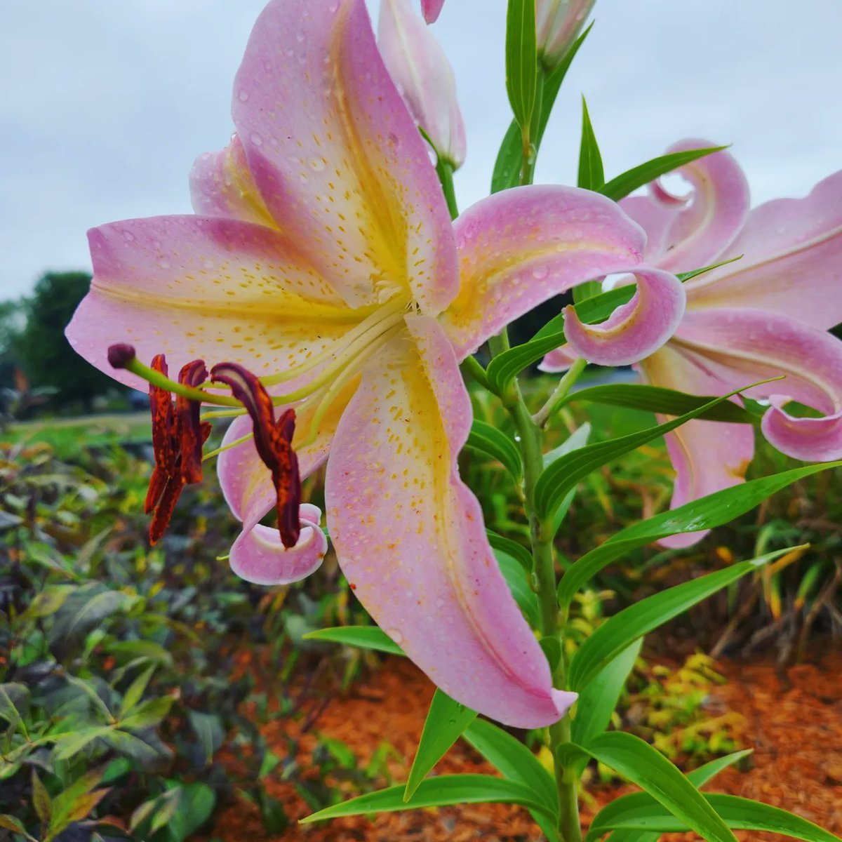 Kensey Schultz tweet media