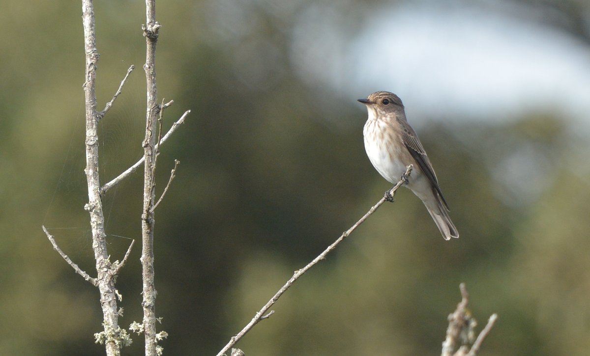 LMHooperbirder's tweet photo. A morning  of Hurindines at Gilkicker with 2000+ birds in the early hours with a mixture of Yellow Wagtails, Grey Wagtails and Meadow Pipits mixed in. Also a single Spot Fly, 6 Wheatear, good numbers of Blackcap and the first two Stonechat of the autumn https://t.co/hMI9L23S1Q