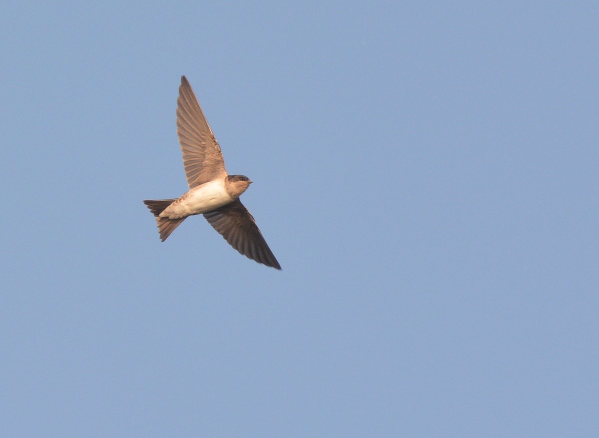 LMHooperbirder's tweet photo. A morning  of Hurindines at Gilkicker with 2000+ birds in the early hours with a mixture of Yellow Wagtails, Grey Wagtails and Meadow Pipits mixed in. Also a single Spot Fly, 6 Wheatear, good numbers of Blackcap and the first two Stonechat of the autumn https://t.co/hMI9L23S1Q