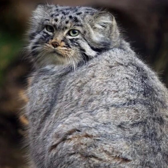 COOL MANUL NFT 🐾 tweet media