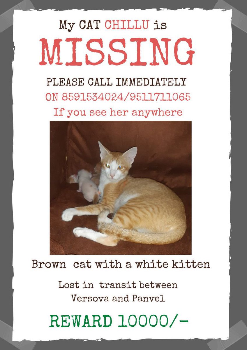 Attention #Mumbai. My friend’s cat is missing. Please RT.