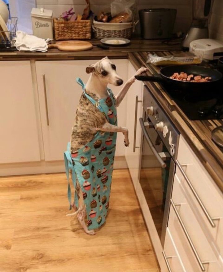 jorxnews's tweet photo. yo: *entro sin avisar a la casa de mi vecino del animal crossing*

mi vecino: https://t.co/D7VtWwEQXF