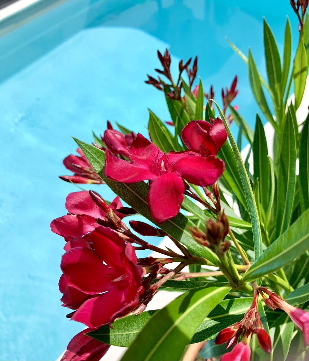 #sturzelbronn #vosgesdunord #gitedelecureuil