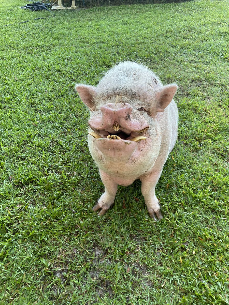 _pigs4ever's tweet photo. Sunday snout greetings from Porky. ๐ฝโค๏ธ
#snoutsunday #piglife #petpigs #pigs4ever #rescuepig #potbelliedpig https://t.co/vVYxDmpsbC