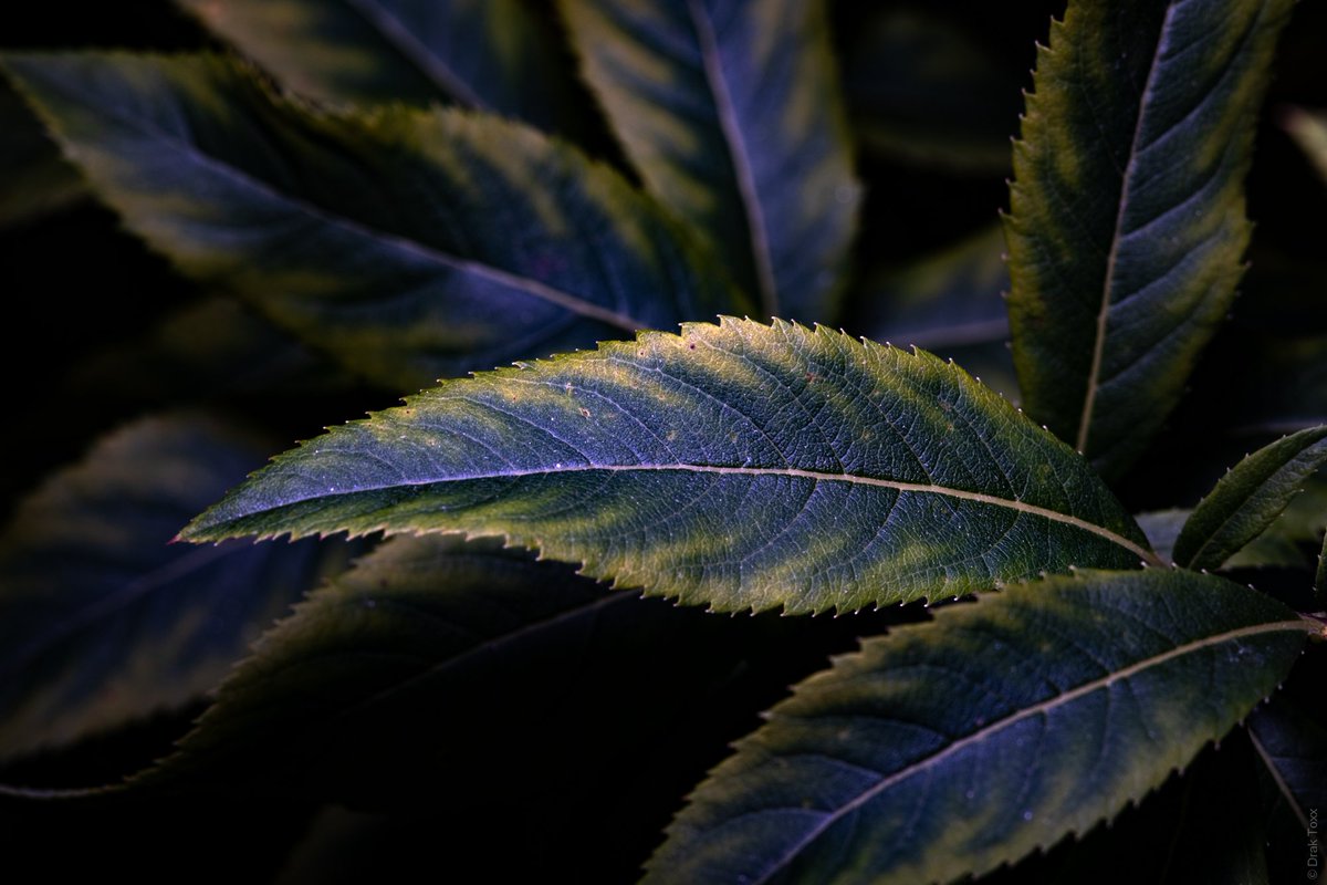 DrakPhoto's tweet photo. Continuing to experiment with macro photography.

#photo #photography #macrophotography #macro #nature #leaves #leaf https://t.co/kSfov1diUq