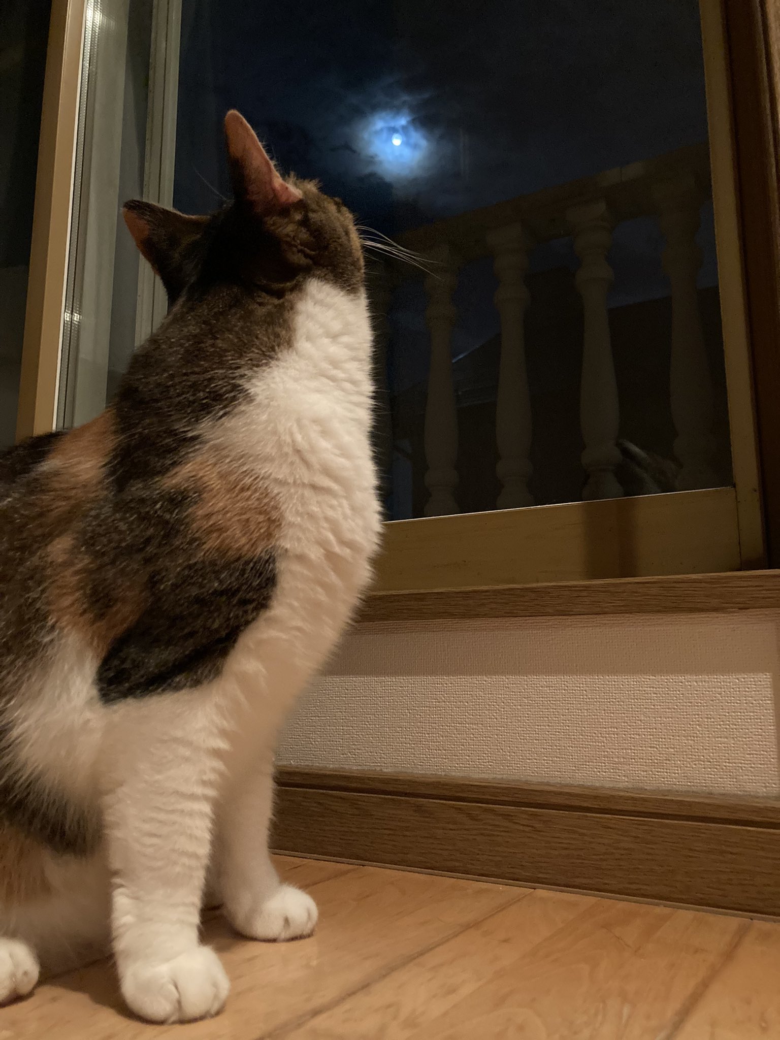 月見猫 Twitter Search Twitter