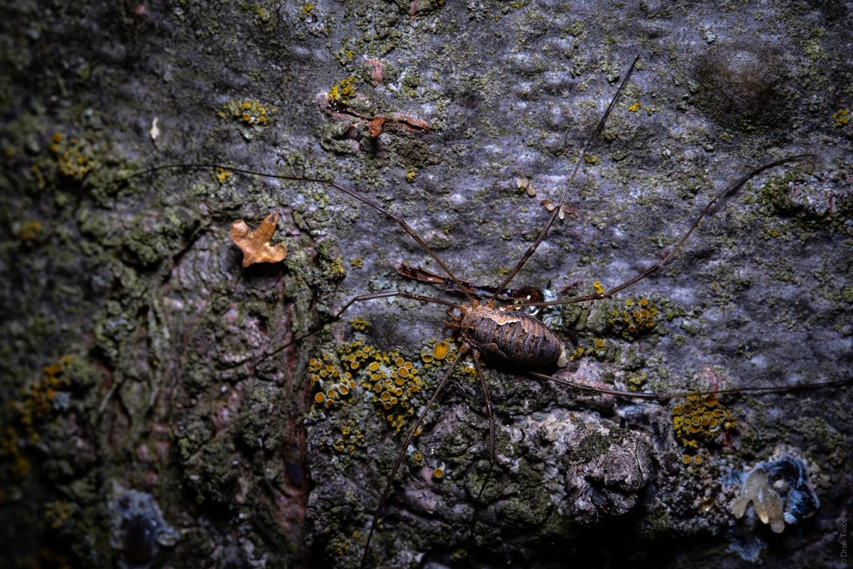 DrakPhoto's tweet photo. Continuing to experiment with macro photography.

#photo #photography #macrophotography #macro #nature #tree #spider https://t.co/RUv0w2NBxv