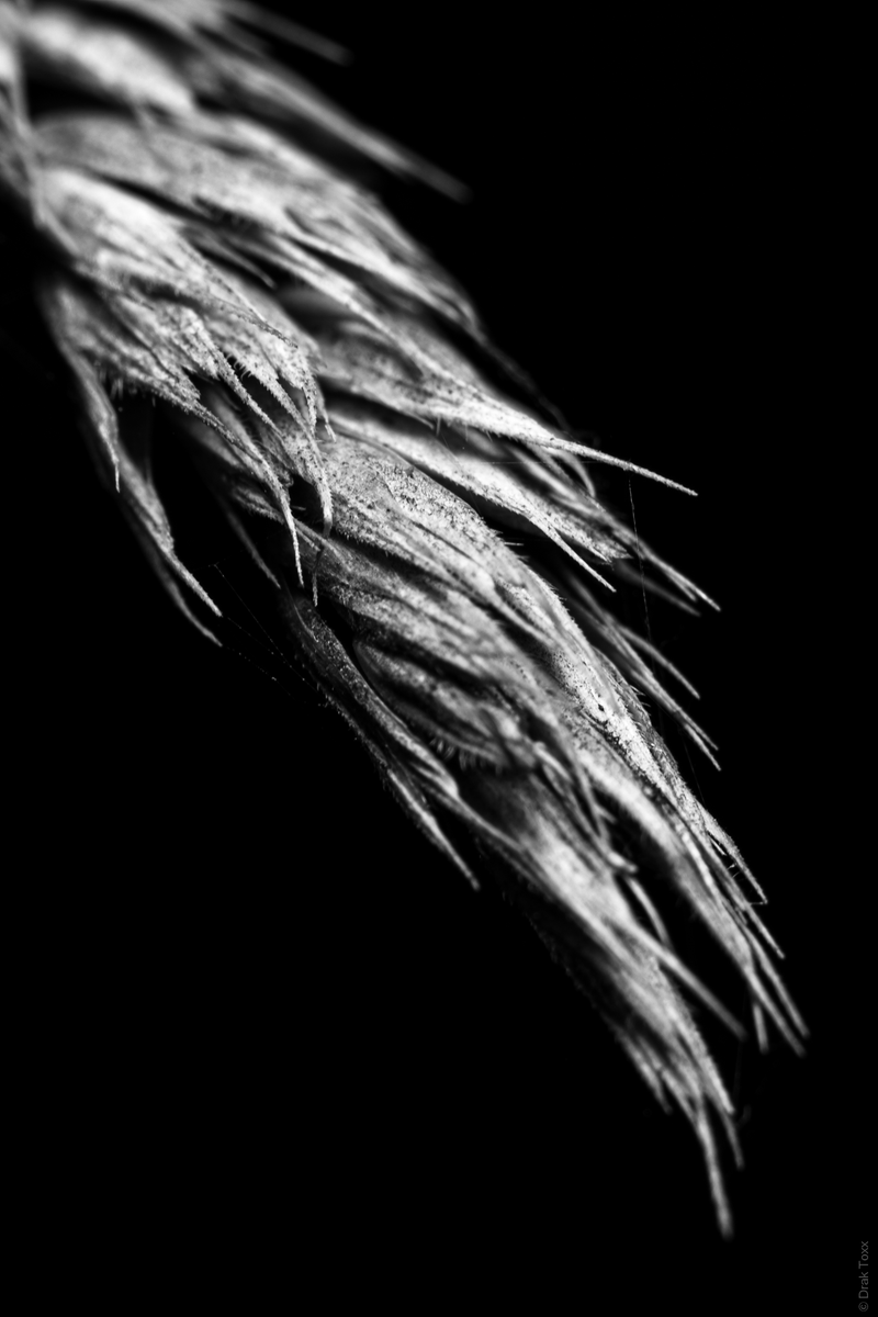DrakPhoto's tweet photo. I like black and white photography because it pays so much more attention to shapes, details, etc. .
Love this shot.

#photo #photography #macrophotography #macro #nature #bnw #bnwphotography #blackandwhitephotography #blackandwhitephoto https://t.co/U1gz2KQSkW
