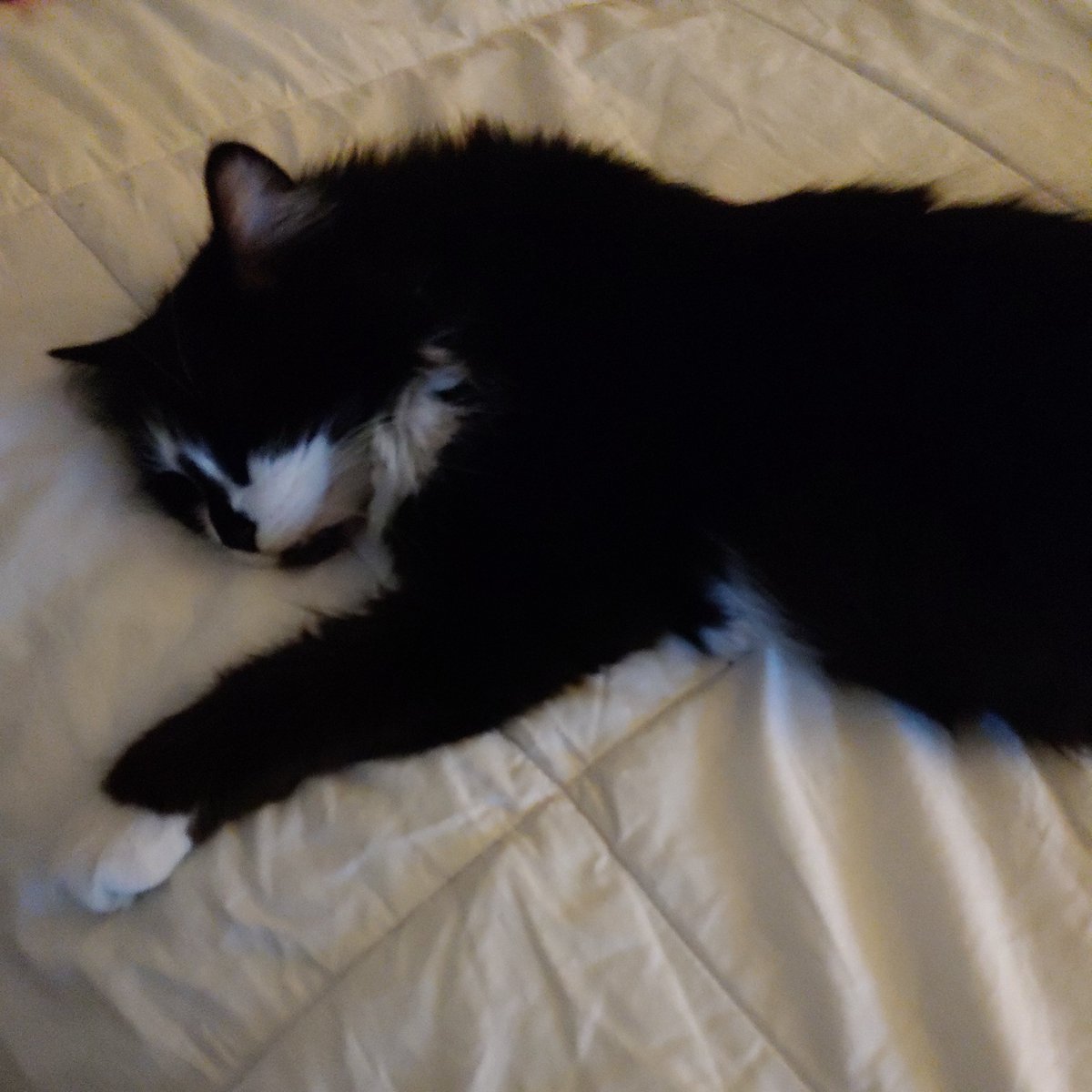 Guud Morninz Eberywuns.  I'z gettz a katnap onz dis rainzy Sunzdaey.

#Beazycat
#NotSoFunDay