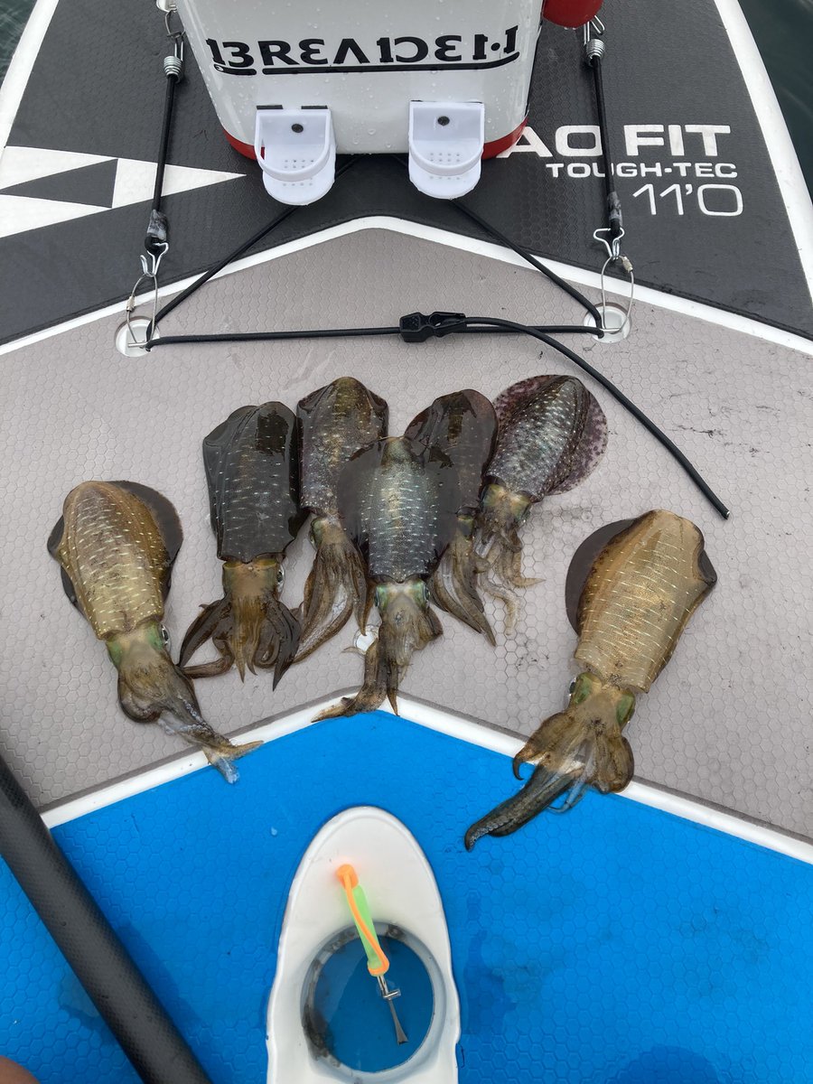 TAG85517128's tweet photo. 苦手のエギング…
苦手意識克服⁈

#TAOFIT
#supfishing
#エギング
#秋イカ
#ティップランじゃない
#あえて沖でもエギング
#やるやん自分 https://t.co/yAA8LgI1Jg