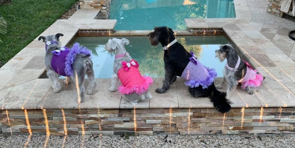 TinkinsThinkins's tweet photo. @nathaliejacoby1 My four girls are rescues From Schnauzer Rescue of Texas.  Here they are last Halloween.  Starting from the left they are 14-ish years, 11-ish years, 7-ish years and 3-ish years old. ❤️ https://t.co/MyqPbu72nn