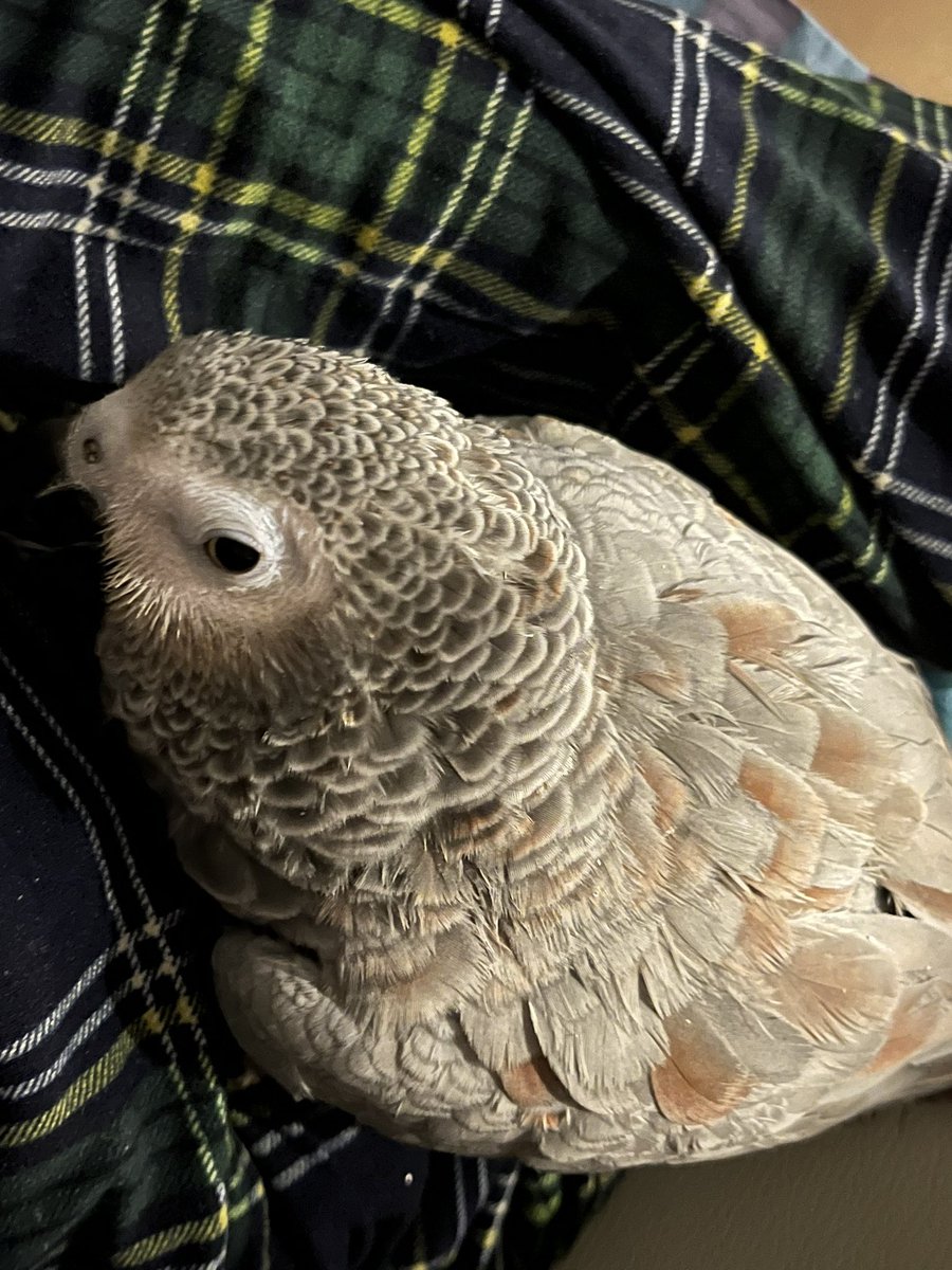 회색(빨강)앵무