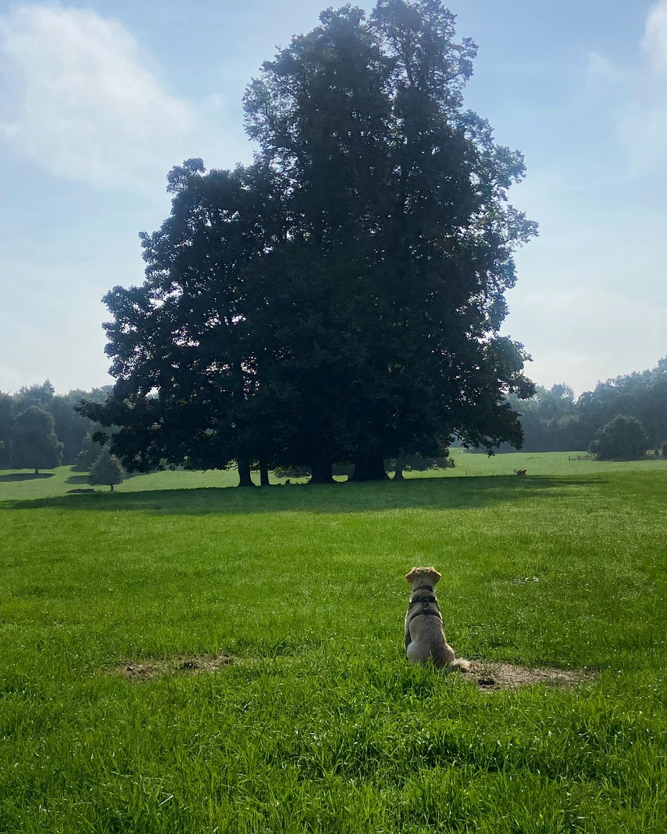 RonnieRubyElsa's tweet image. We had a fab walk at @PolesdenLaceyNT today! Ronnie was even able to go off lead in the big field and he did so well with his recall ❤️😎