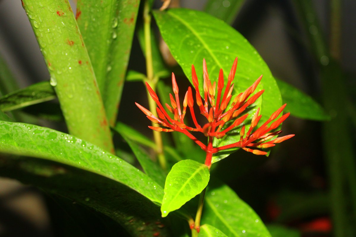 ArjitCa's tweet photo. #Ixora photography my office garden today evening 🙂
#Rose #flower #photography #garden #nature #naturephotography📷 #amateurphotography
#gardening
#plantation #photooftheday #video #naturelover #multicolorrose #motivation #office #green #officegarden #plants #health #sunday https://t.co/i2IfYxLEsm