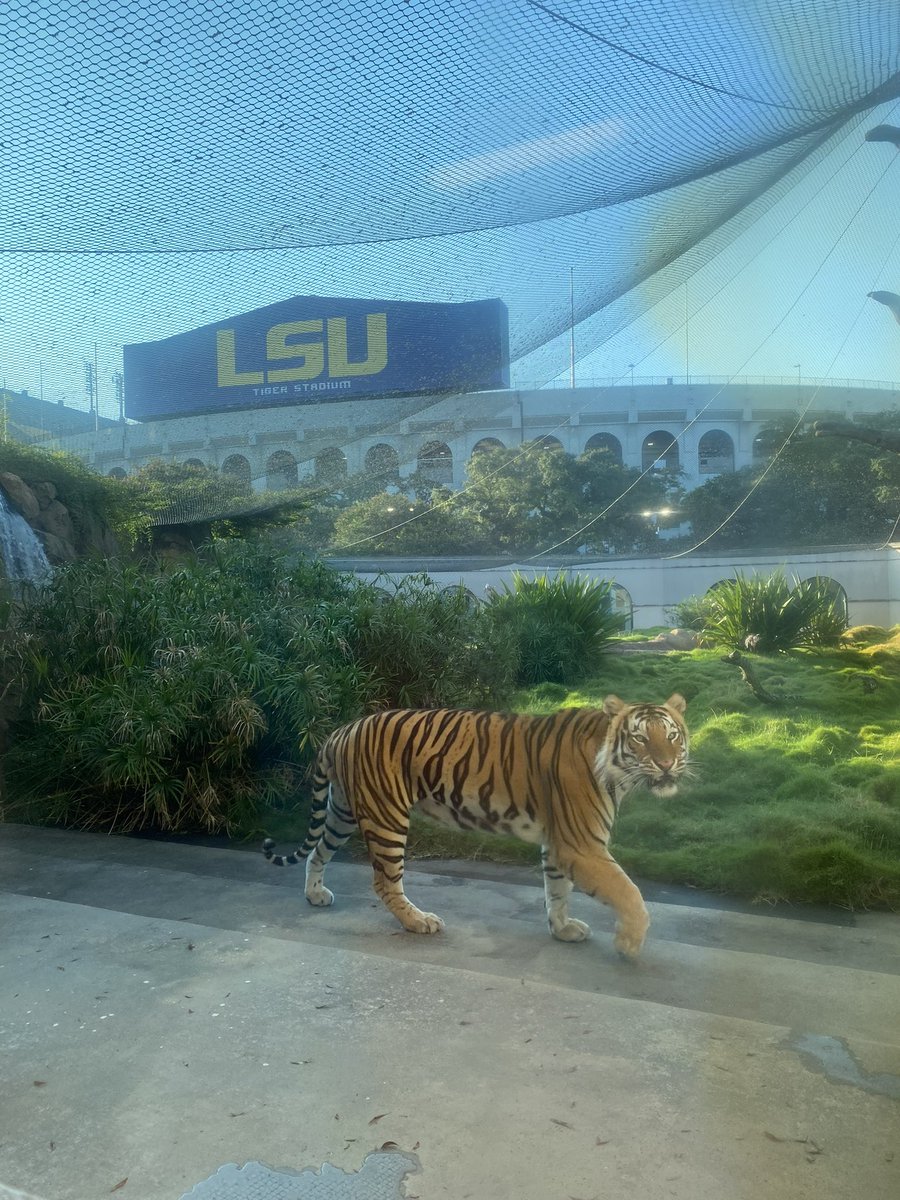 MikeTheTiger's tweet photo. It’s a beautiful day to be a Tiger. https://t.co/wZNCh6O3Hx