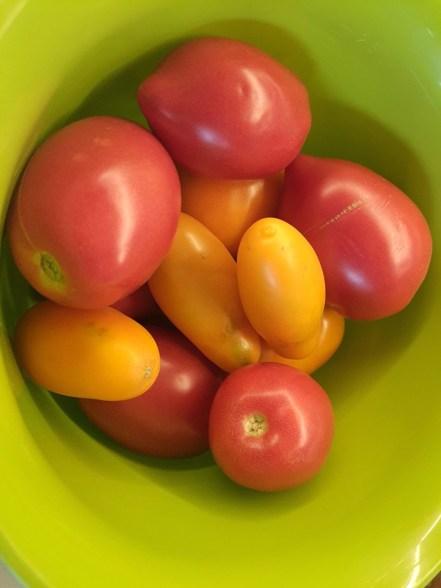 Elibunny_17's tweet photo. When you get a kilo of ripe tomatoes and you don't want to eat them... so, you make tomato marmalade 😋 Spicy tomato marmalade 🥵😋🙈 https://t.co/OtQMDUpaTO