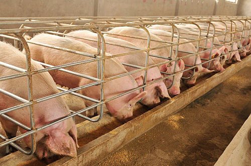 SangwaSifa's tweet photo. Who is interested in modern pig 🐖 farming?
Please Like and Retweet! https://t.co/OYH24V2EDY