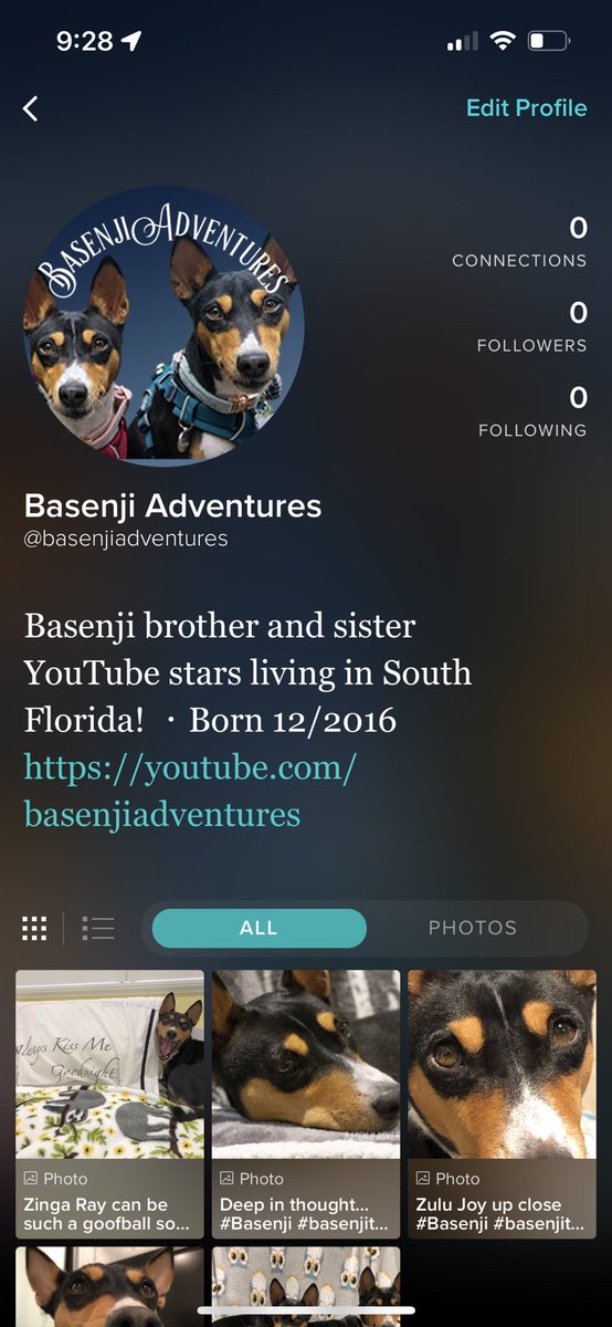 BasenjiAdvnturs's tweet photo. We’re on Vero! Check out our photos in full size at https://t.co/Cy0kPyNpXV
Please follow us there too! 😁
#vero #dog #BasenjiAdventures #dogsoftwitter #basenji #barkless #DogOfTheDay #YouTube #vlog https://t.co/i8k6WJ9Ova