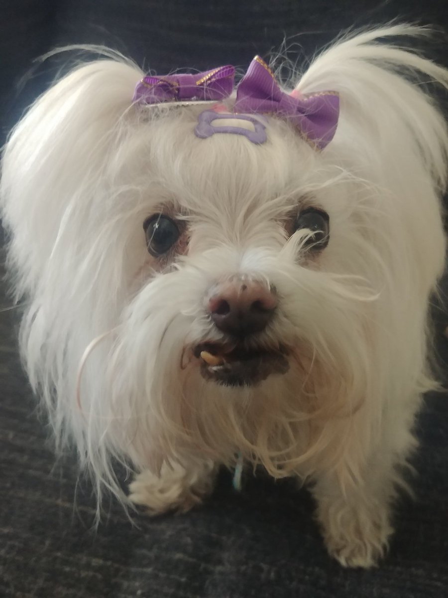 POWMBA's tweet photo. @Happydog___ Happy dog day https://t.co/8AalZZiybp