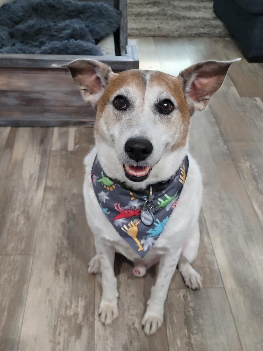 POWMBA's tweet photo. @Happydog___ Happy dog day https://t.co/8AalZZiybp