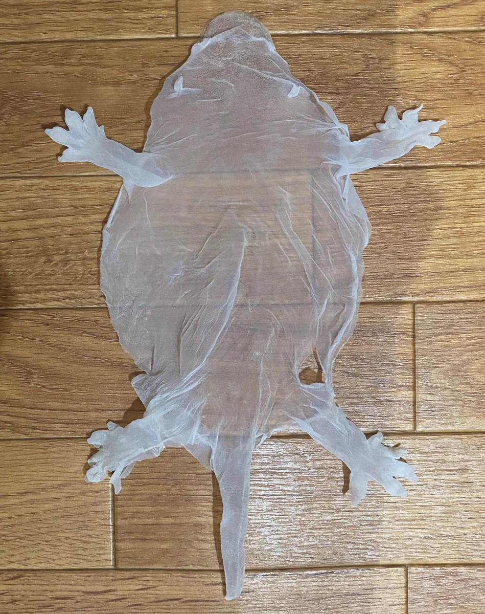 さっきまでヤモリだったもの…美しい抜け殻！