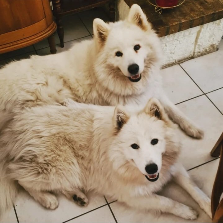 Avis de recherche URGENT
Disparition des deux chiennes pucées de mes parents (race samoyède) dans le secteur de Charnecles (38 Isère) dans la nuit du 10 au 11 septembre 2022. Partagez passivement svp me prévenir si info #chienperdu