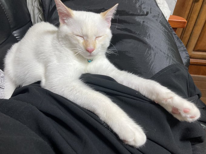 「寝そべり 白い猫」のTwitter画像/イラスト(新着)｜4ページ目