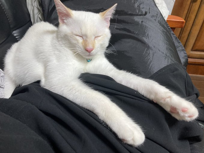 ネコチャンのおてて伸ばし寝、あまりにもかわいすぎる 