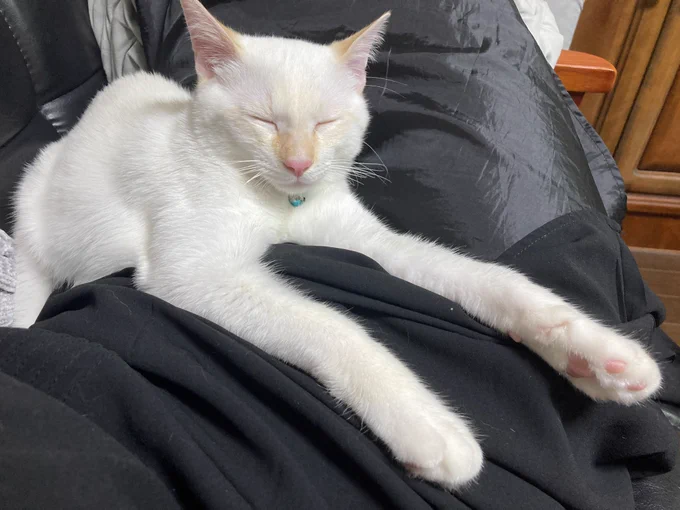 ネコチャンのおてて伸ばし寝、あまりにもかわいすぎる 